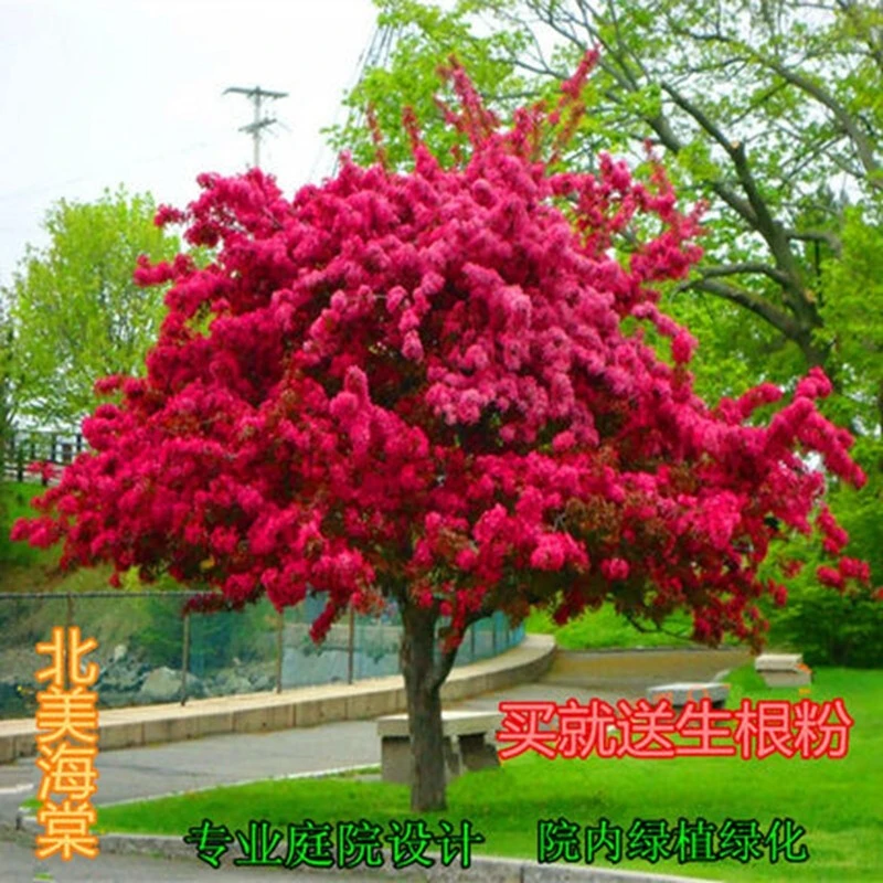 高杆海棠树苗西府海棠垂丝海棠北美海棠树苗庭院地栽绿化苗木海棠
