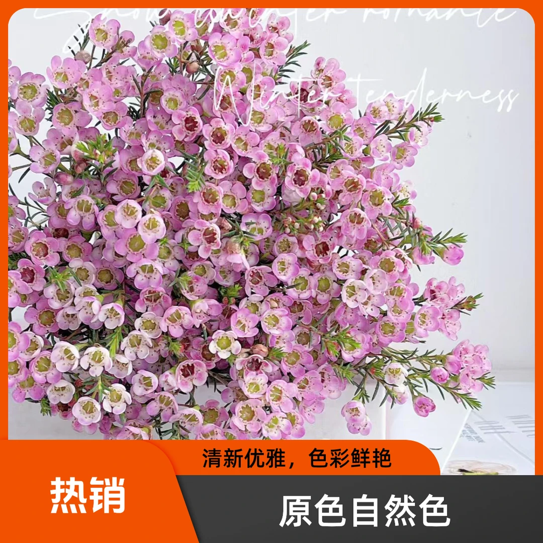 【澳洲腊梅】年宵花云南基地直发   二单顺丰包邮【米澜小黎花卉】