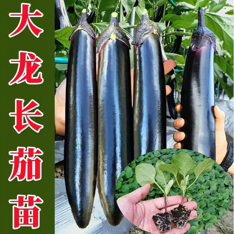 茄子秧苗各品种高产茄子苗紫长茄烧烤茄圆茄阳台庭院新手种植健康