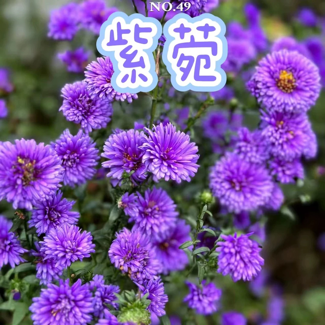 紫苑荷兰菊翠菊花盆栽四季阳台庭院盆栽花卉景观绿化开花不断耐寒