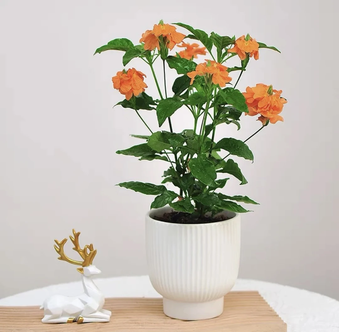 鸟尾花 1.5 加仑盆四季开花