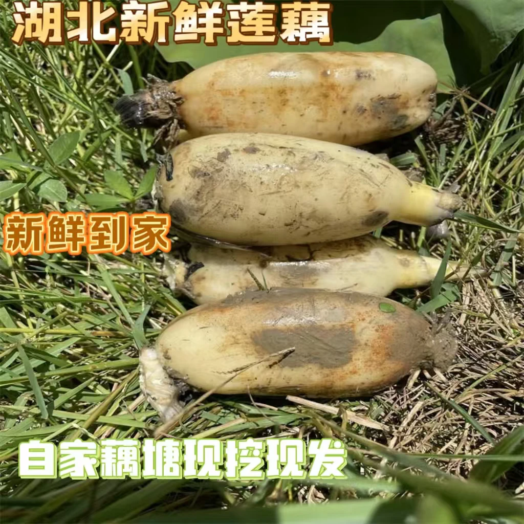 【现挖现发不泡药水】湖北粉藕糯米藕煲汤藕带青泥纯天然莲藕新鲜