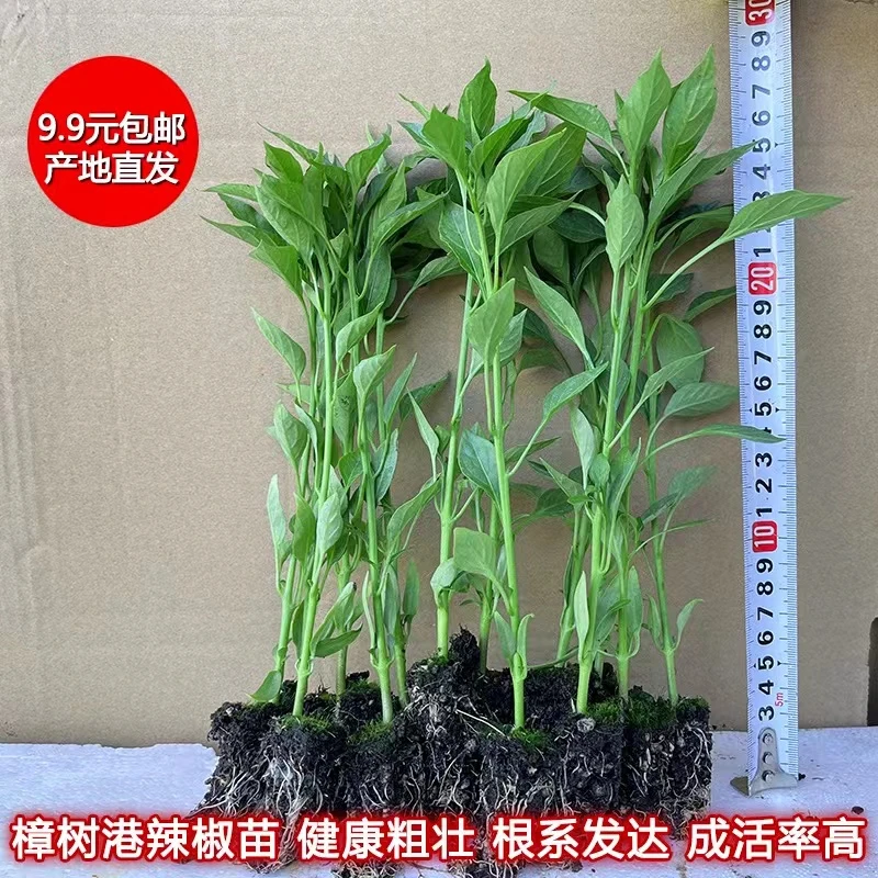 正宗樟树港辣椒苗  第一季苗 现挖现发包邮 湖南辣椒 辣椒秧10克
