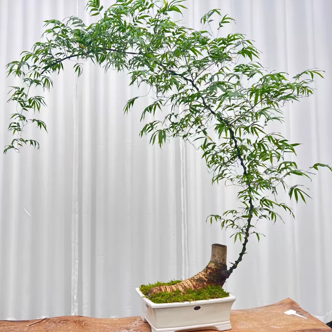 小叶簕竹生桩根苗盆景茶室办公桌客厅室内绿植