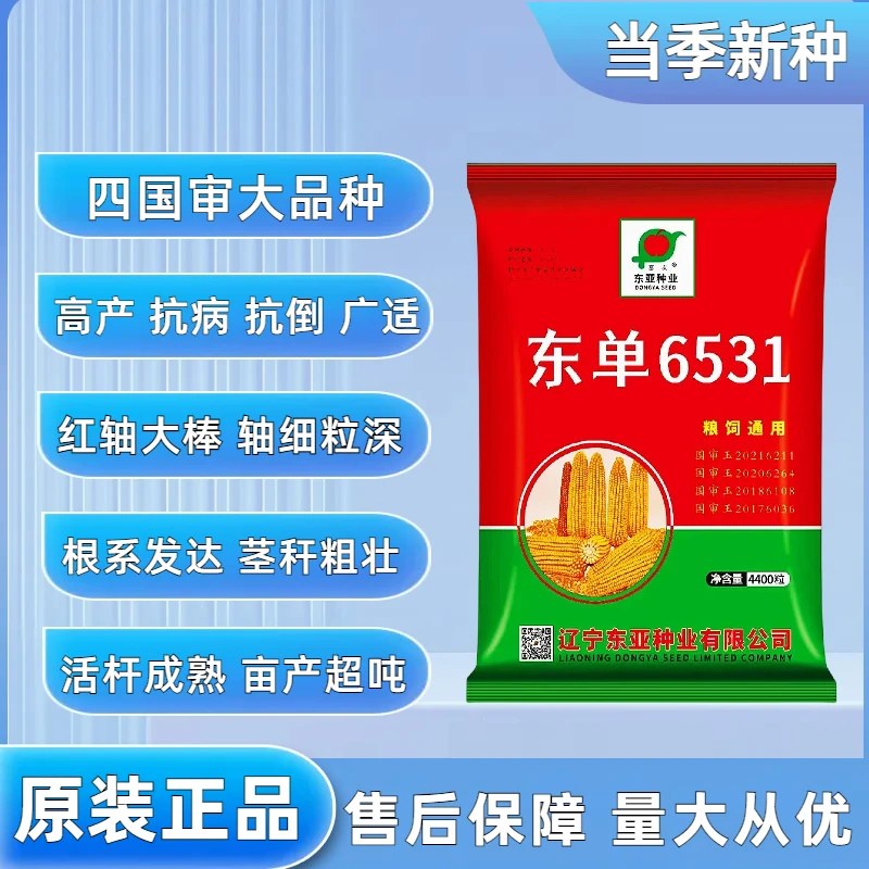 辽宁东亚四区国审东单6531高产玉米种子抗病抗倒活杆成熟红轴大棒