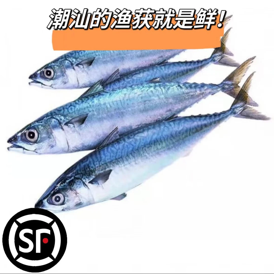【花阳/炮弹鱼】惠来靖海本港海捕花阳【5斤】新鲜上岸煮粥煮咸菜鲐鱼