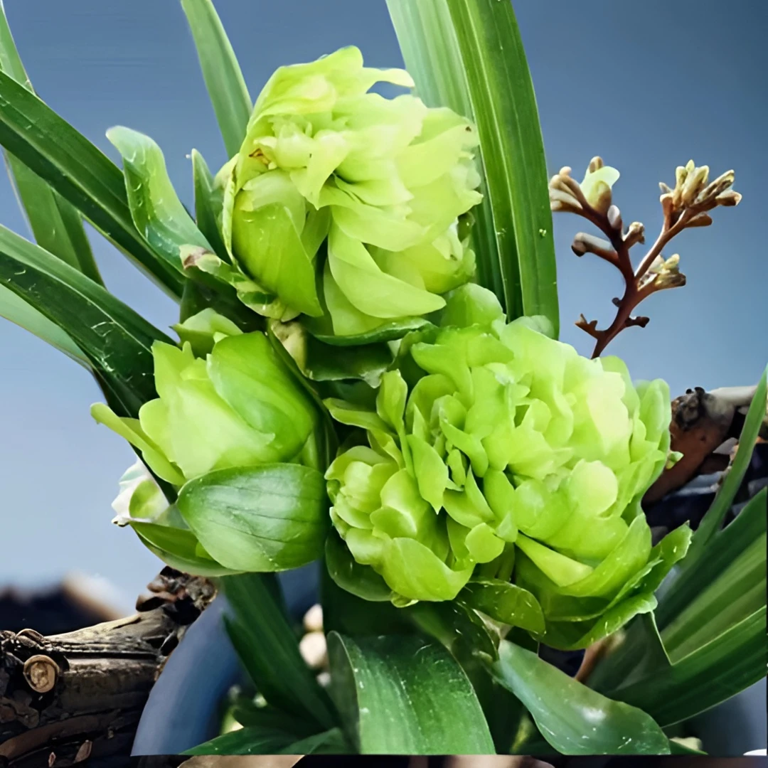 【九仙牡丹】春兰浓香奇花，室内绿植盆栽花卉