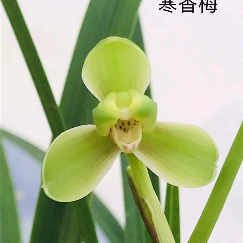寒兰梅瓣【寒香梅】四季兰花室内绿植盆栽花卉兰花草