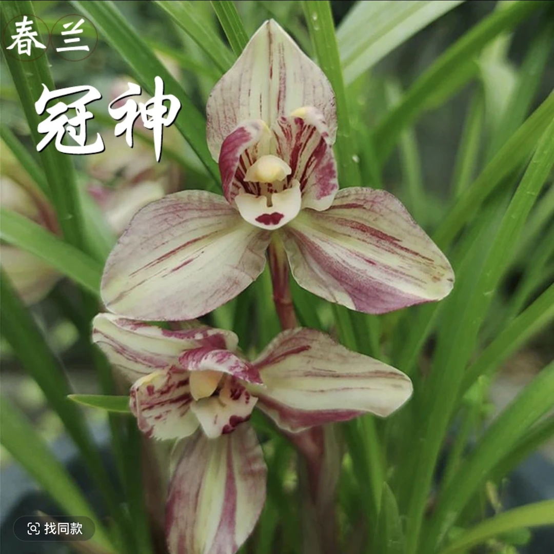 【冠神】春兰兰草老种复色水仙，浓香漂亮兰花室内绿植盆栽