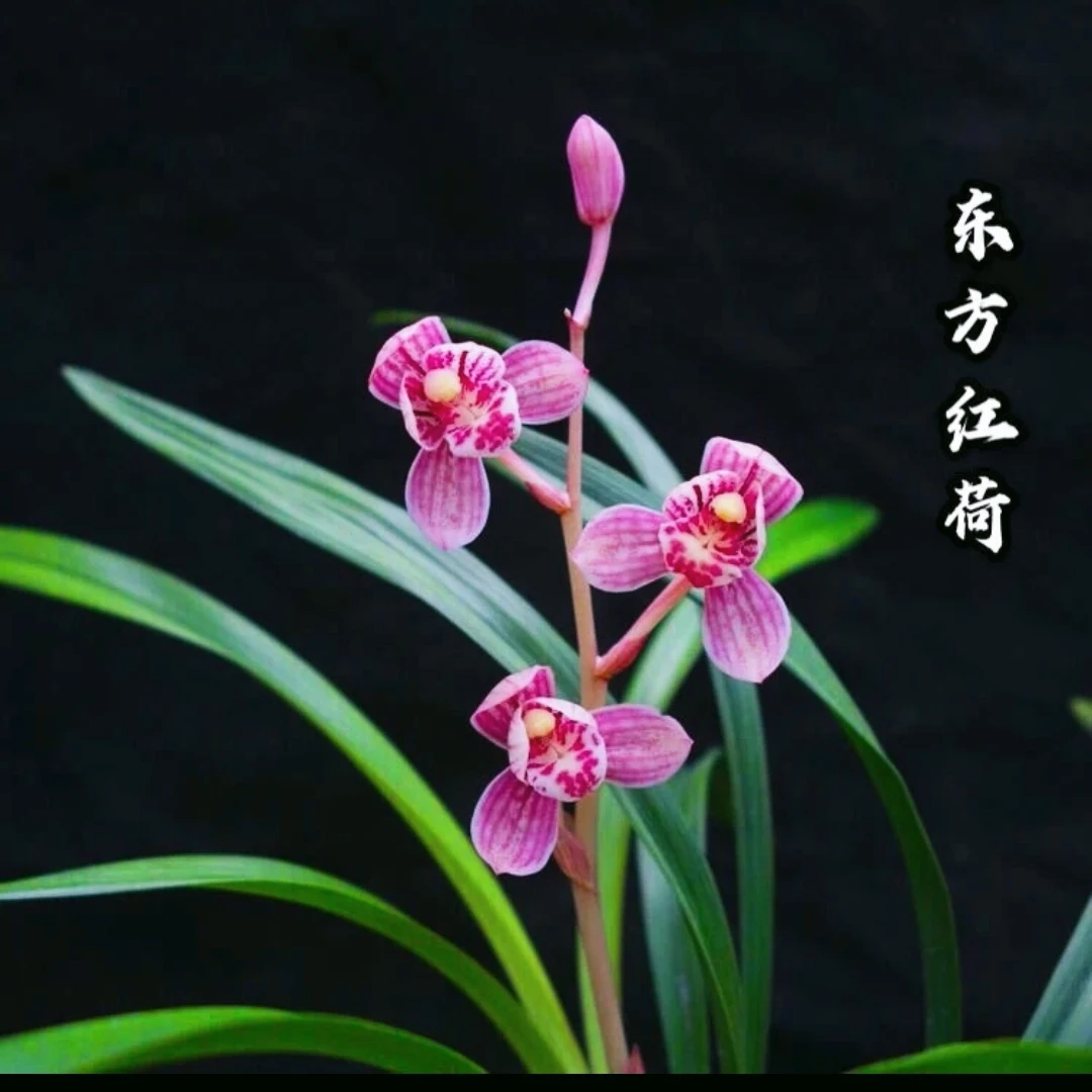 建兰红花兰花草荷瓣【东方红荷】，兰花室内绿植盆栽花卉兰花盆栽