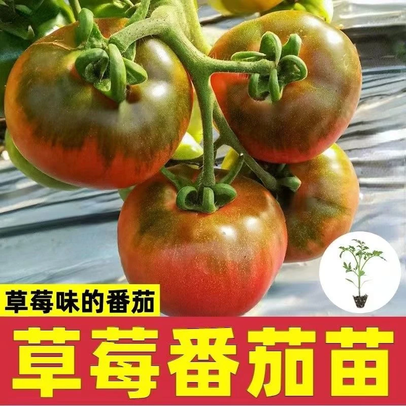 超甜水果番茄苗草莓番茄铁皮柿子苗铁皮西红柿苗口感西红柿种子苗