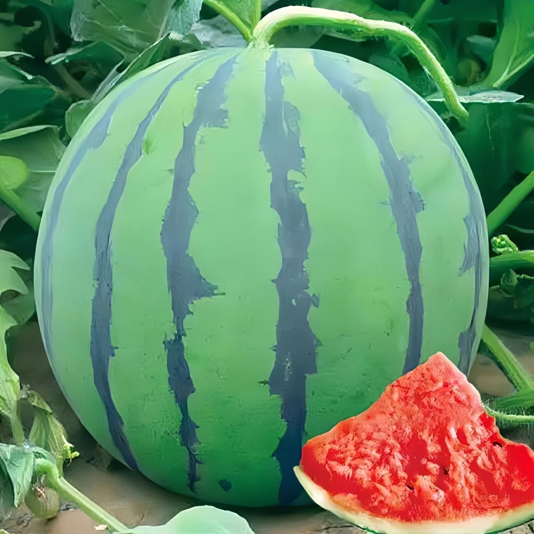 甜瓜苗冰糖西瓜盆栽种籽懒汉无籽西瓜四季甜西瓜盆栽苗新鲜正宗