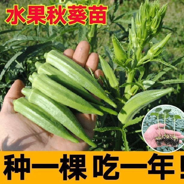 高产水果秋葵苗秧苗四季脆嫩不易老红秋葵种子四季盆栽蔬菜秧菜苗