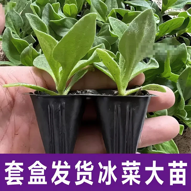 自带水晶冰菜苗种植批发大苗快速秧苗菜苗冰菜种子四季盆栽种苗子