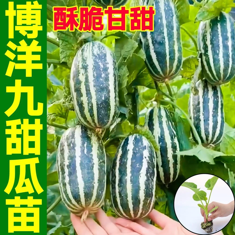 四季超甜博洋甜瓜秧苗带土球甘甜羊角蜜绿宝石甜瓜种子盆栽寿光