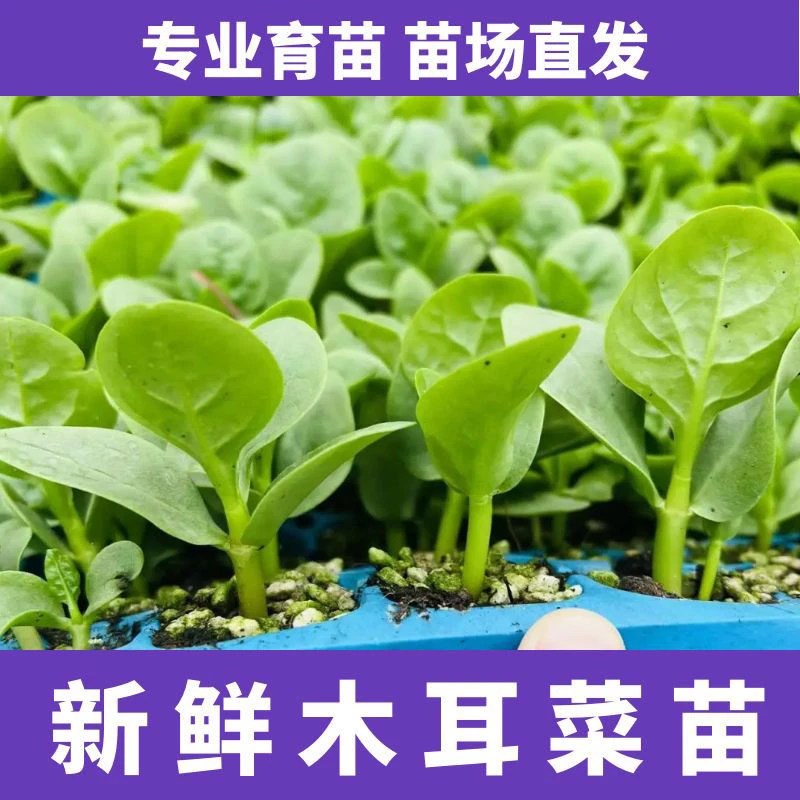 厚肉大叶木耳菜四季盆栽阳台庭院食用种籽蔬菜苗新鲜高钙有机可吃