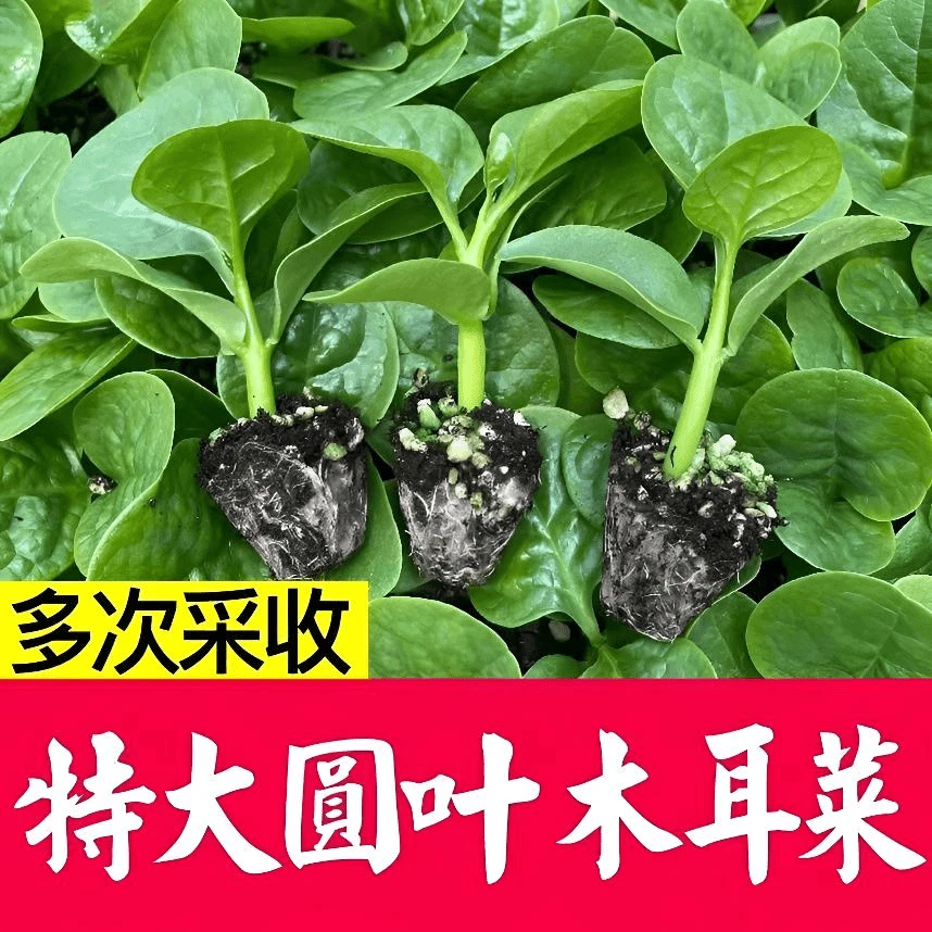 大叶特大圆叶木耳菜穴盘菜苗山东寿光种植做汤蔬菜秧苗菜带土四季