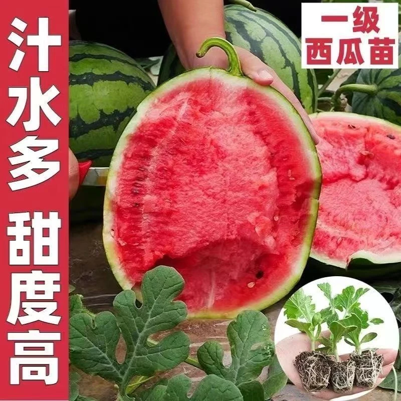 8424西瓜苗2K西瓜苗大果型优质浇水干湿栽种无籽西瓜苗秧超甜