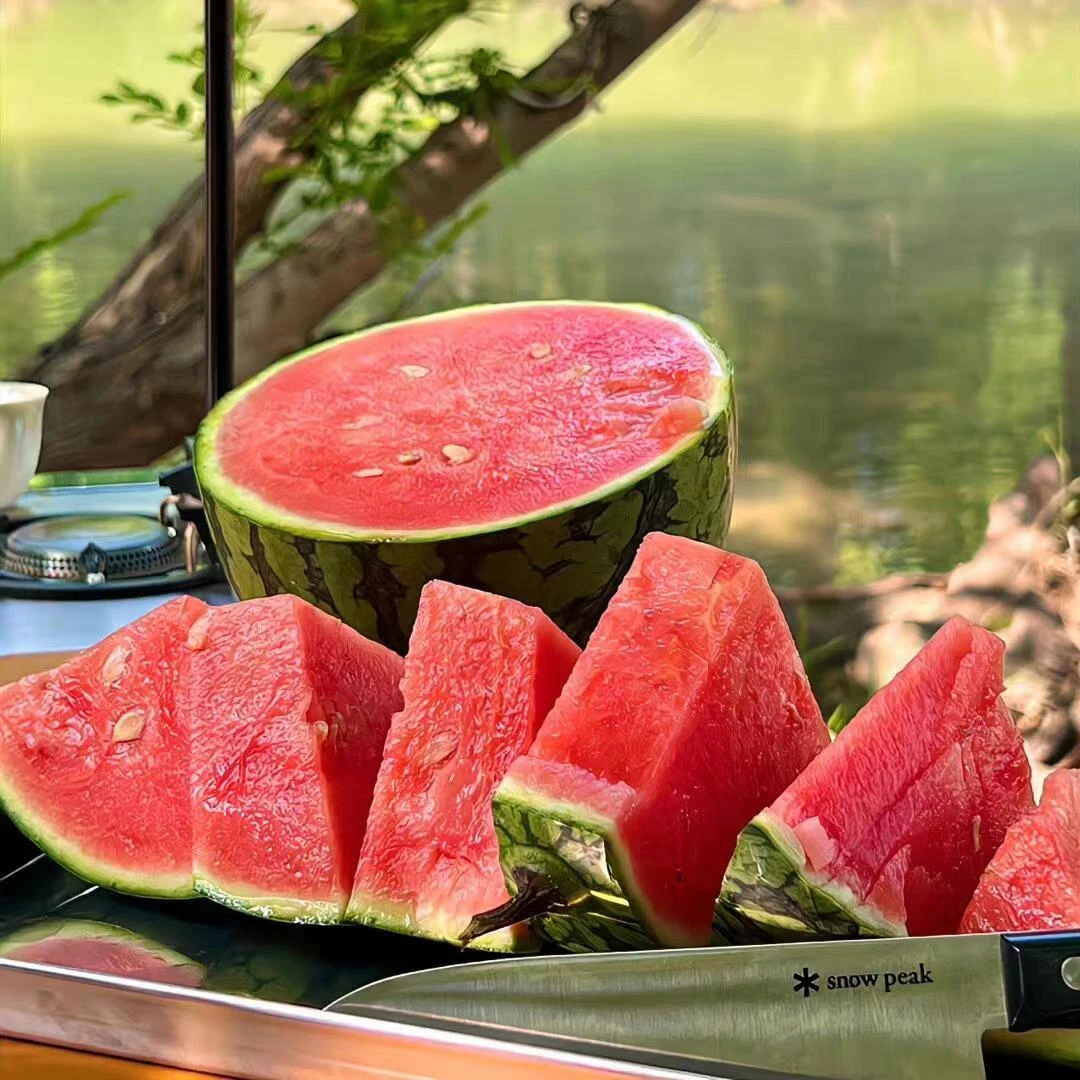 高产8424西瓜苗嫁接麒麟种苗甜王西瓜苗四季庭院种植盆栽西瓜秧苗