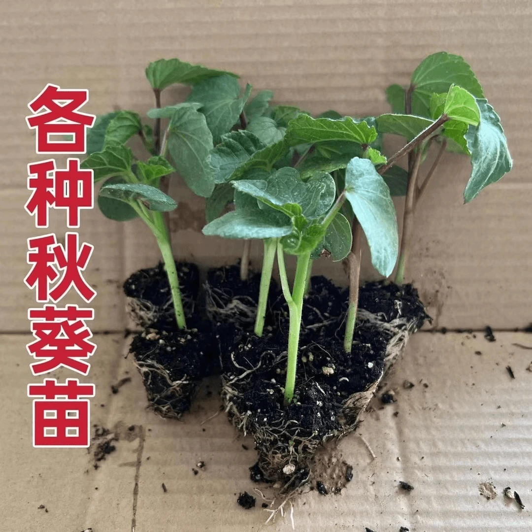 黄秋葵苗秋葵苗子带土大苗水果秋葵苗秧苗菜秧苗阳台春天蔬菜秧苗