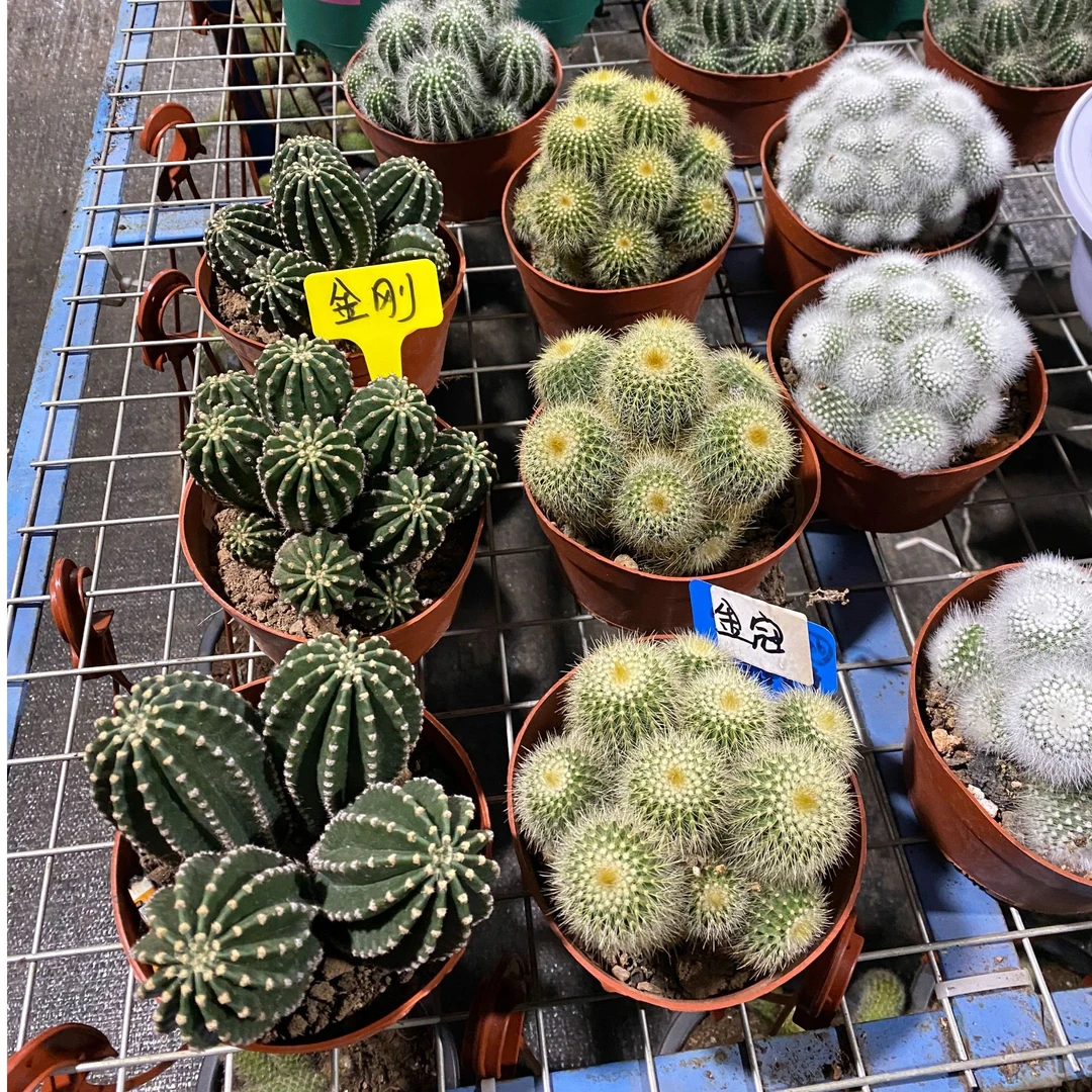 仙人掌科多肉仙人球