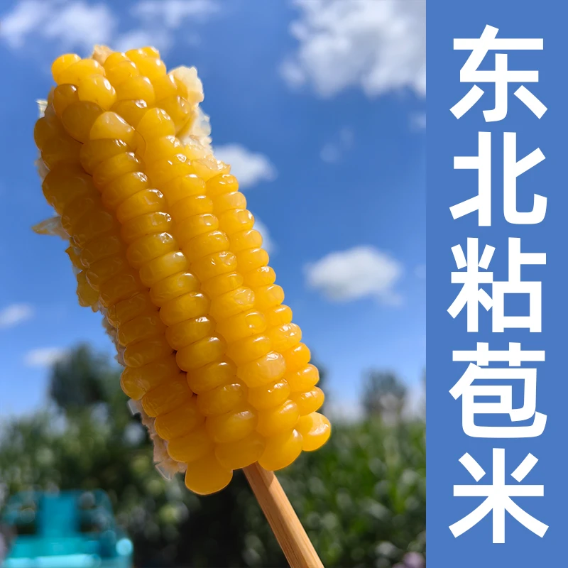 黑龙江【软糯黄玉米】【自家种植】新鲜现摘