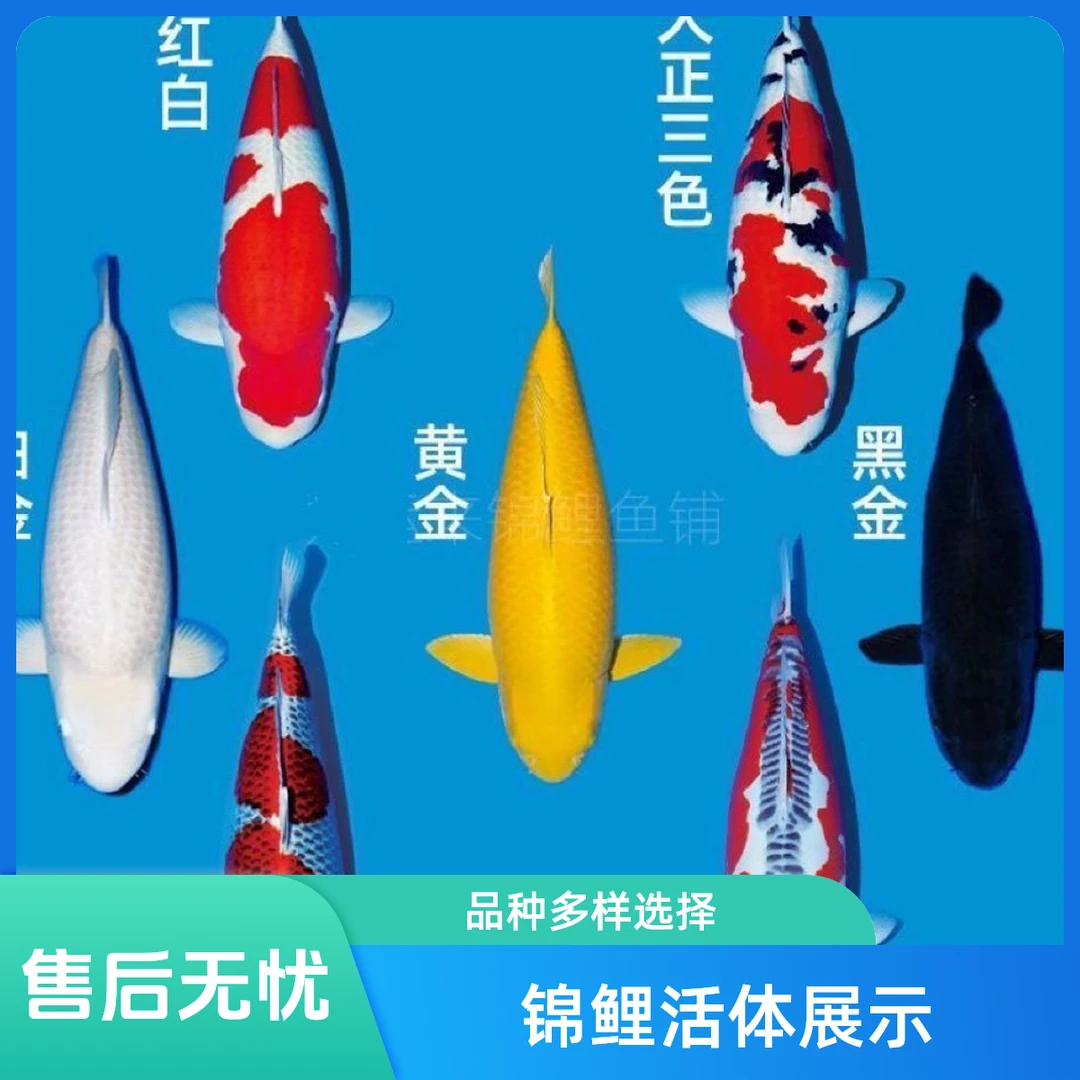 【旺仔锦鲤】⑥号链接图片仅供参考 具体以直播间展示为准（包邮包活）