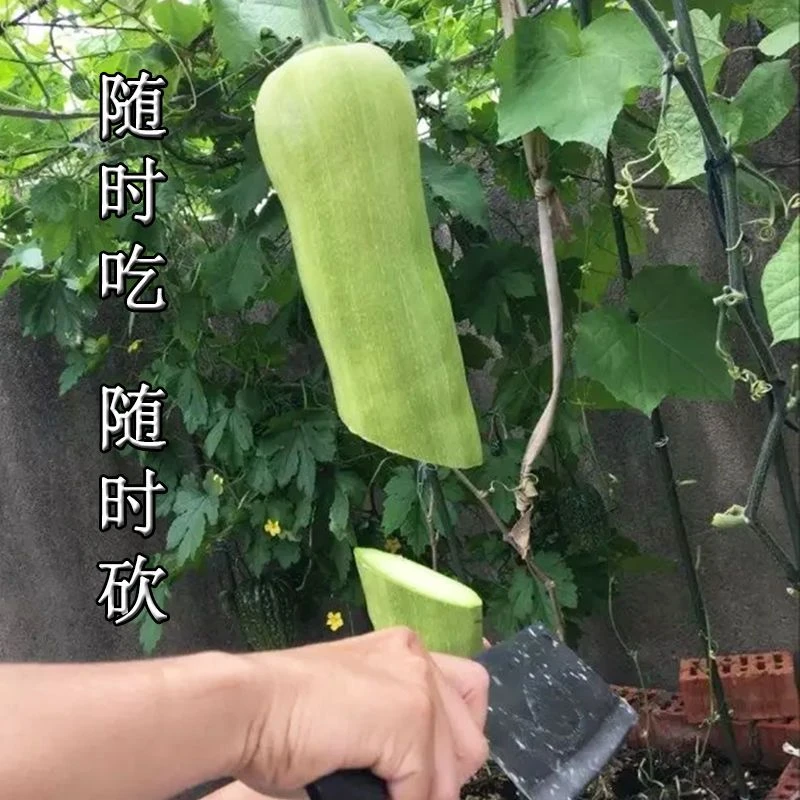 砍瓜种子种籽秧苗瓜砍着吃的瓜坎瓜种苗庭院种蔬菜种孑蔬菜种子苗