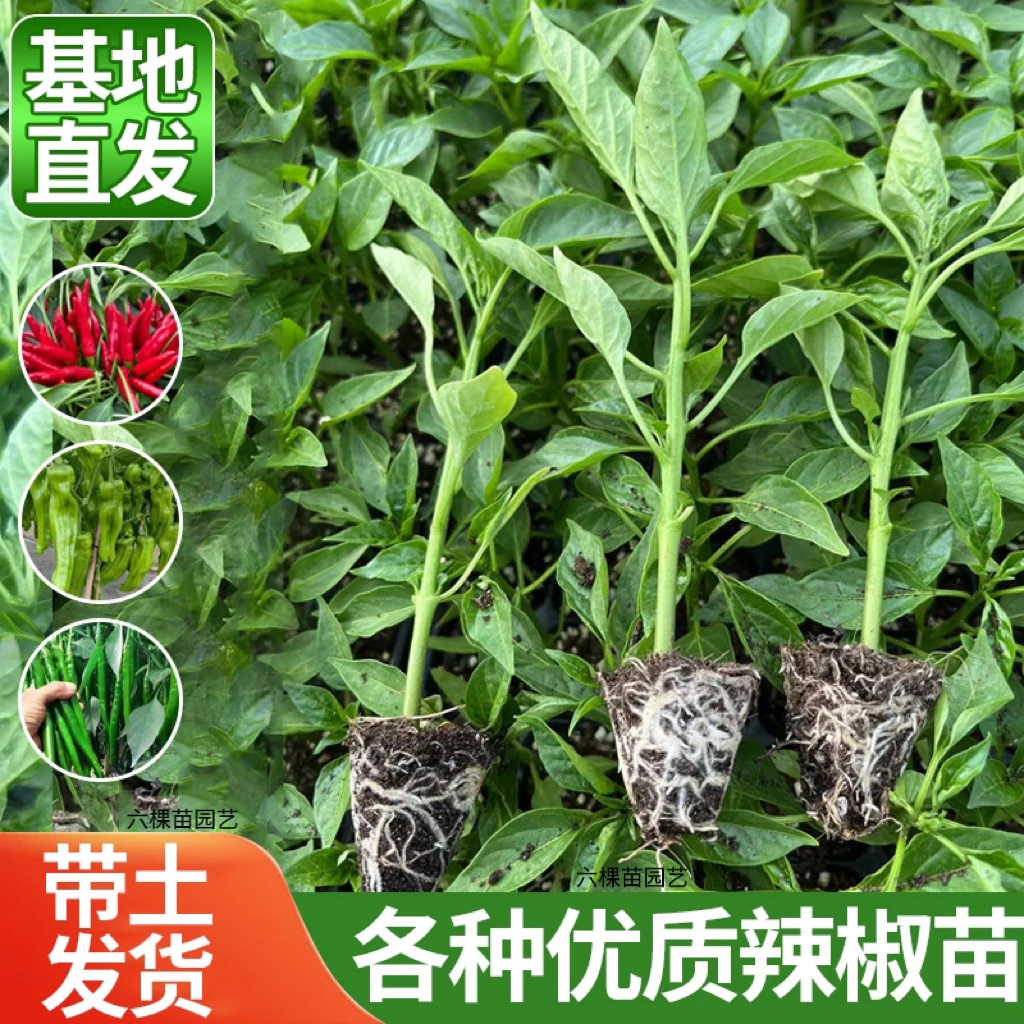 高产辣椒苗牛角椒长线椒苗螺丝椒苗新手种植基地带土发货辣椒秧苗