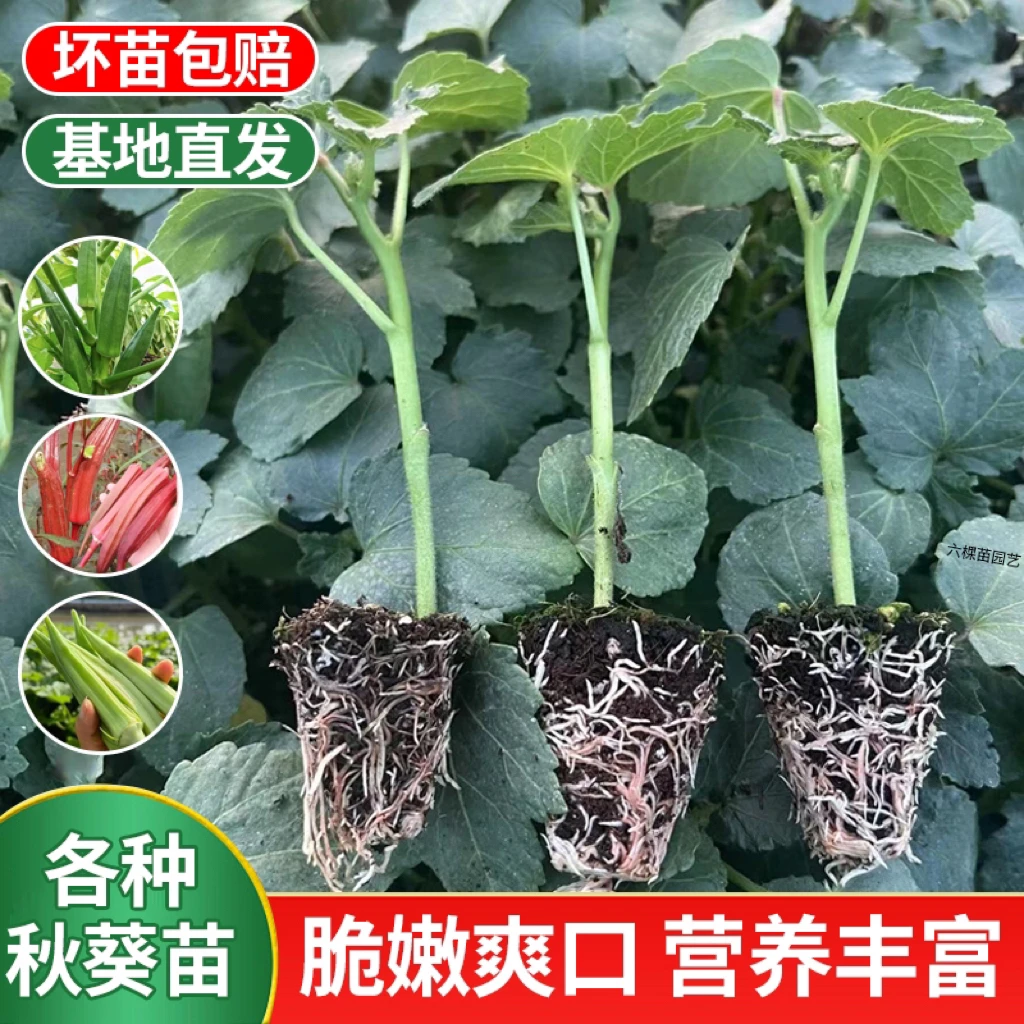 高产秋葵苗水果绿秋葵红秋葵苗阳台盆栽菜园种植带土易活秋葵秧苗