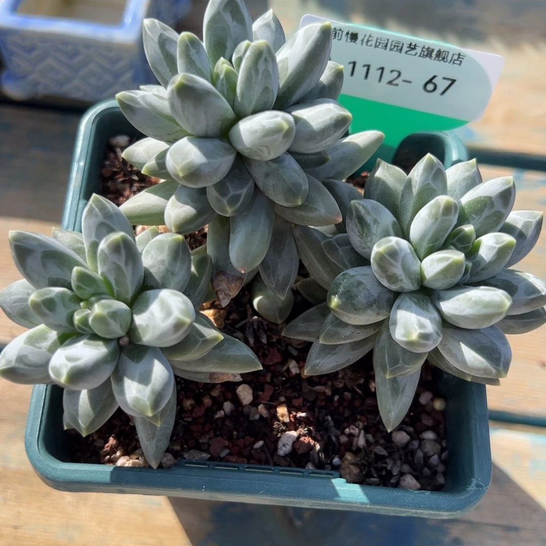 从前慢多肉精选编号1112.67