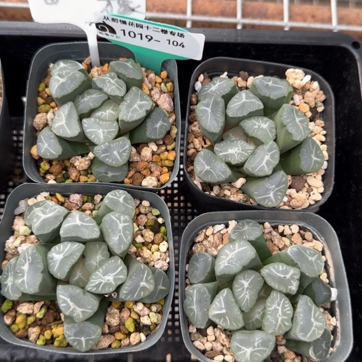 从前慢花园多肉编号1019·104