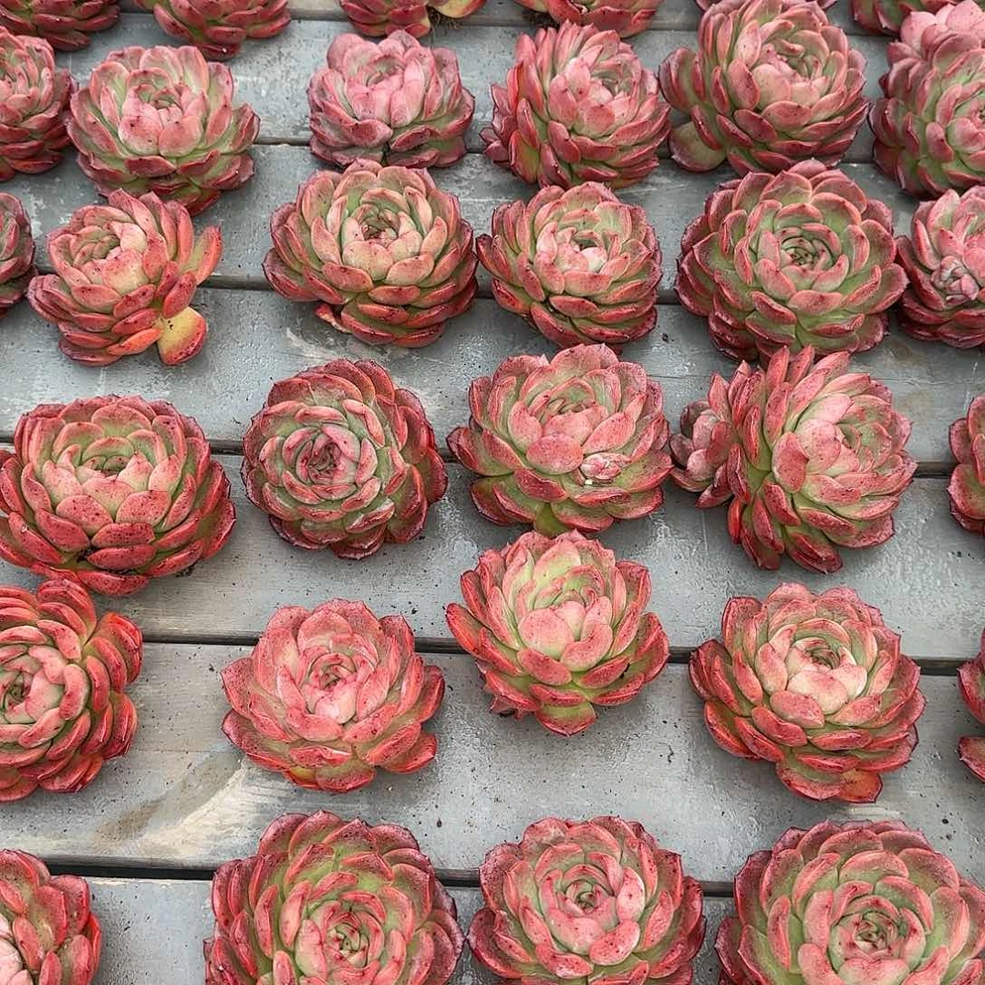 从前慢花园格林粉