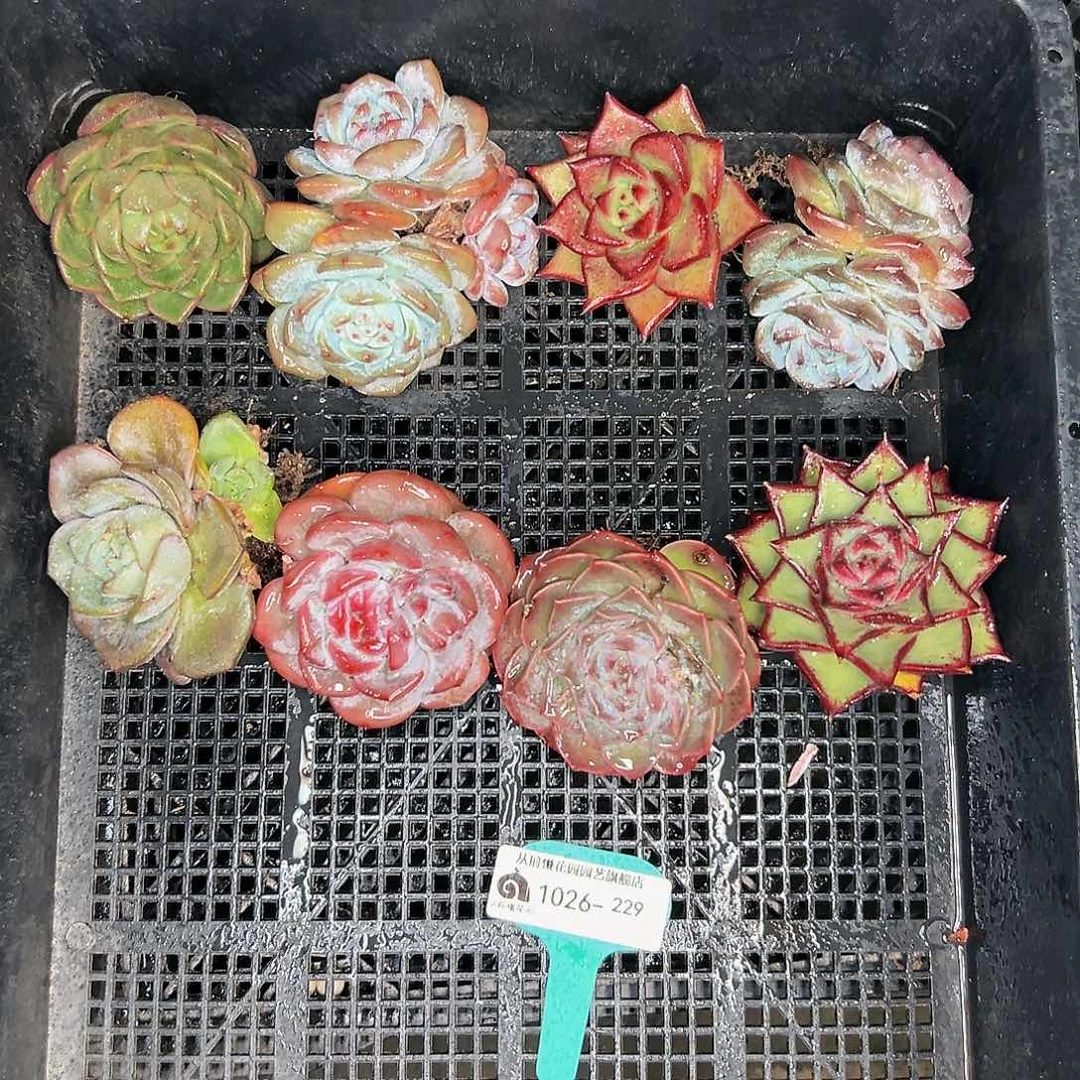 多肉编号1026-229