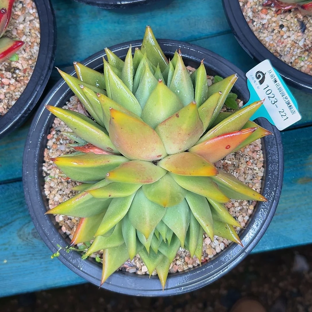 多肉一物一拍1023-221