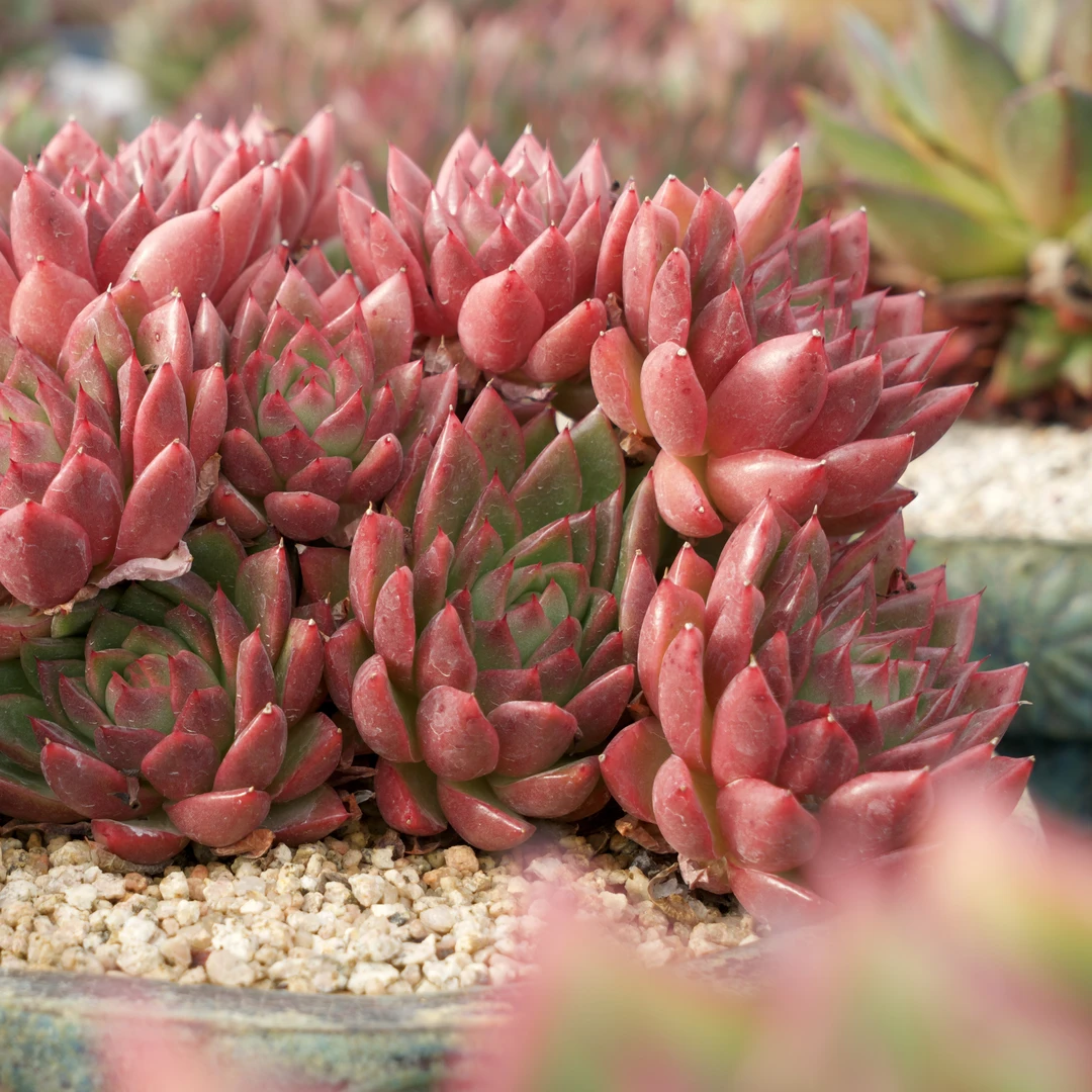 从前慢花园从前慢花园高端精品东云系多肉直播间挑选