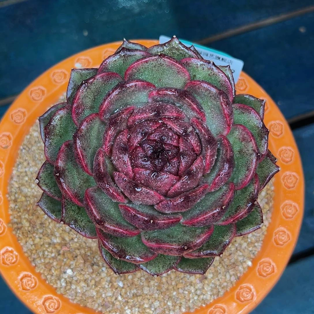 多肉一物一拍1027-159