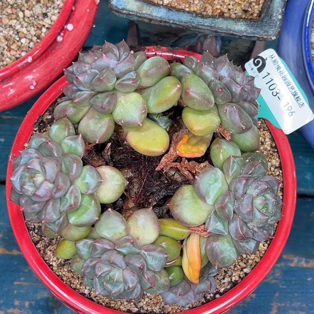 从前慢多肉精选编号1103.196