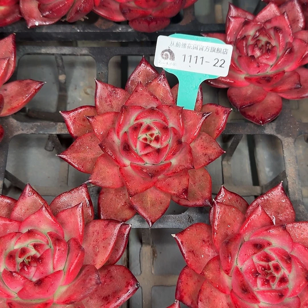 多肉植物编号1111-22