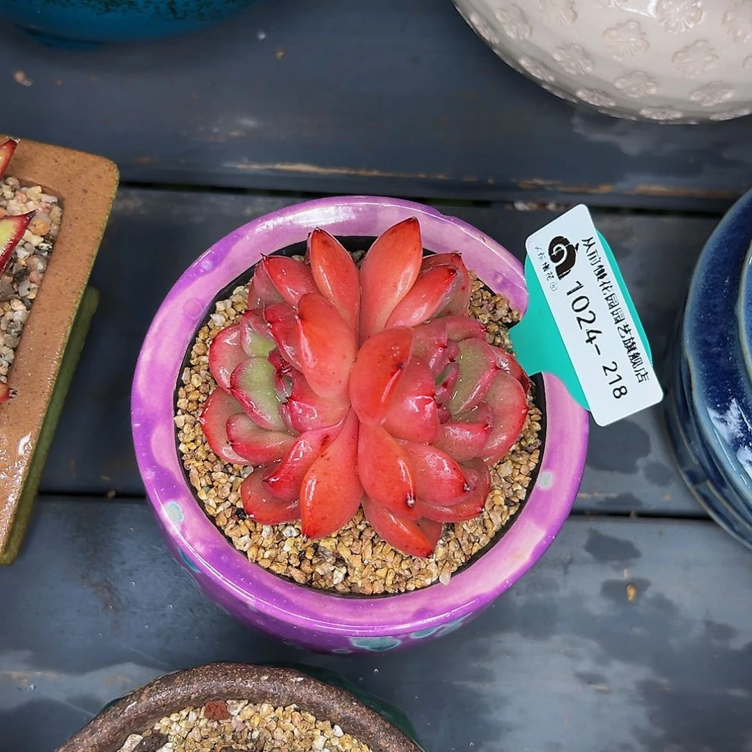 多肉一物一拍1024-218带盆