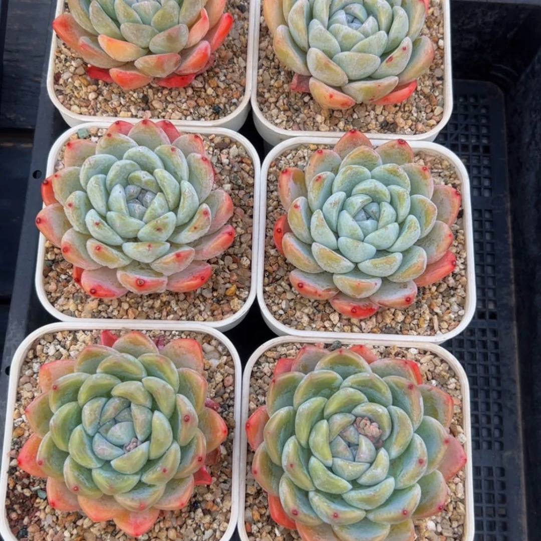 【闪购商品】玉蝴蝶惊喜