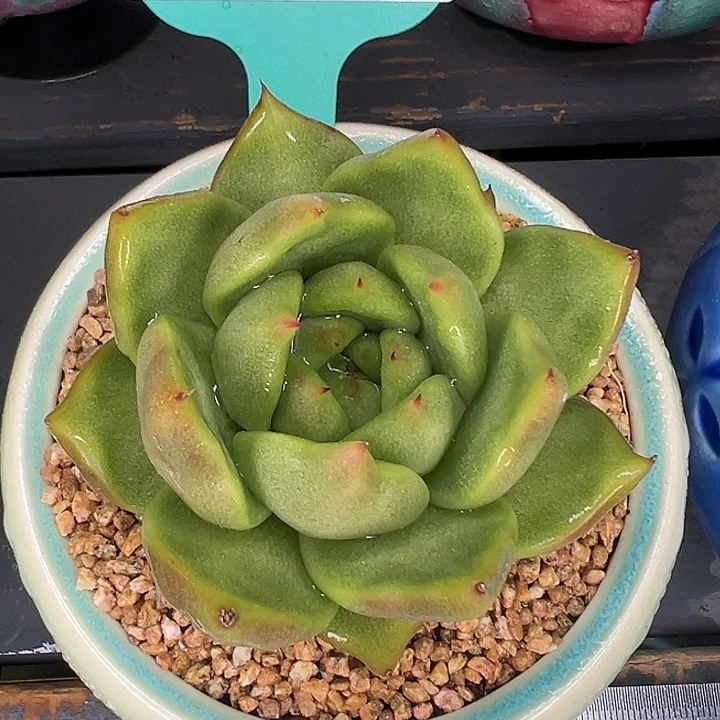 从前慢花园多肉编号0816-90