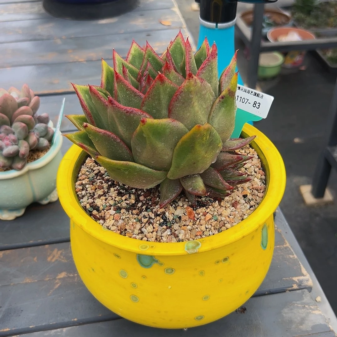 多肉一物一拍1107-83