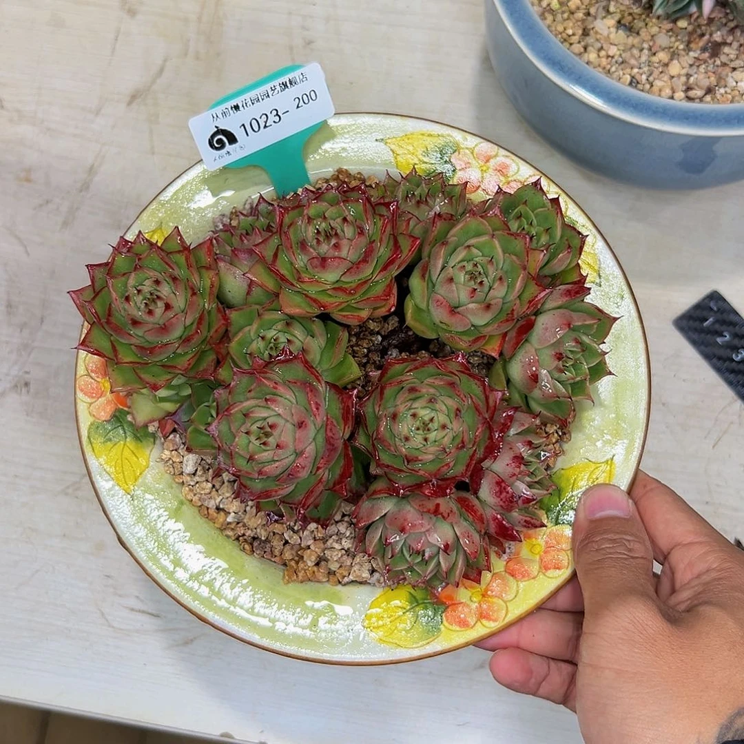 多***多多肉一物一拍1023-200