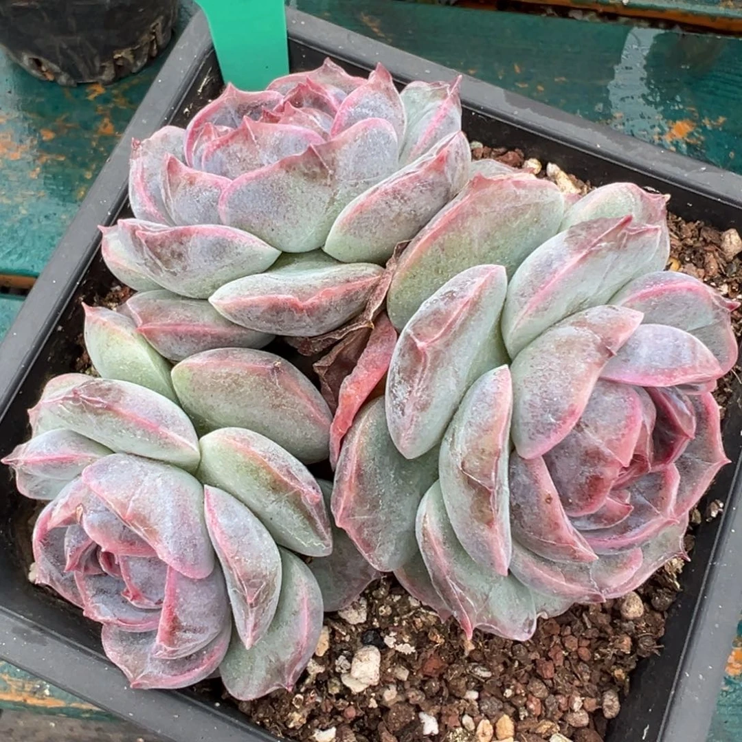 从前慢多肉精选编号1111.241