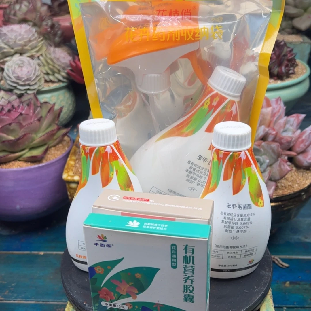 【闪购商品】多肉0112.花枝俏
