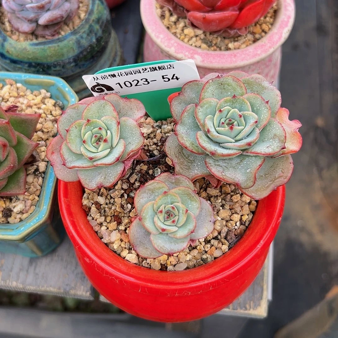 许*?多肉编号1023-54