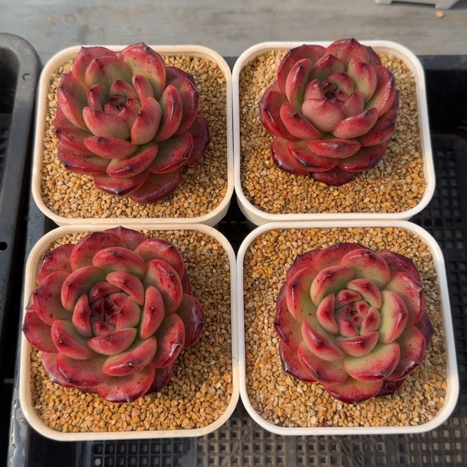 【闪购商品】Tm多肉