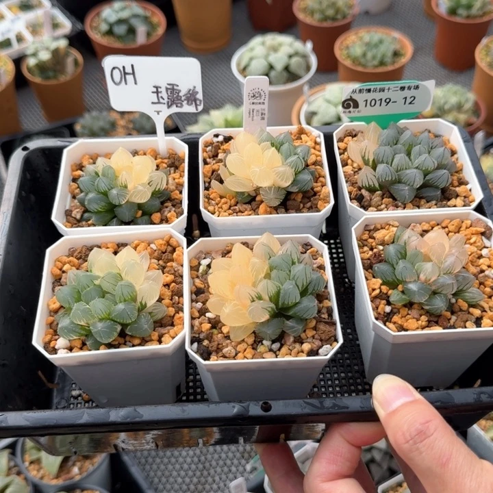 从前慢花园多肉编号12