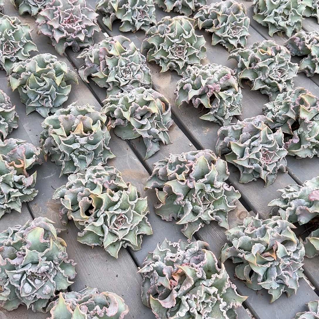 从前慢花园大饺子皮